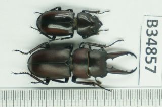 B34857 – lucanide species?Beetles,  insects BA THUOC.  THANH HOA vietnam 3