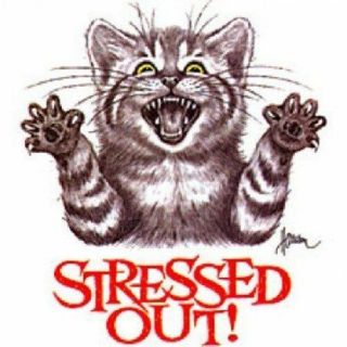 Xl Stressed Out Cat Novelty Tee T - Shirt (unisex Fit) Cat Lover Mens Womens