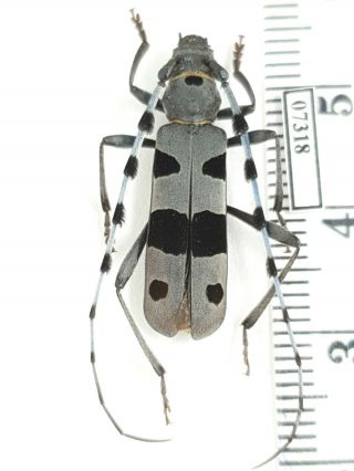 Cerambycidae Rosalia Alpina Russia,  South Urals Male 2