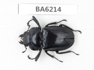 Beetle.  Neolucanus Sp.  Tibet,  Linzhi.  1f.  Ba6214.