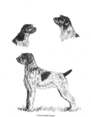 German Wirehaired Pointer - 1962 Vintage Dog Print - Cook