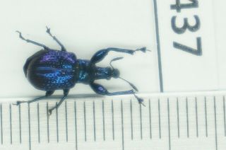 B34437 – Curculionidae Eupholus?beetles,  Insects Ba Thuoc.  Thanh Hoa Vietnam