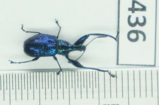 B34436 – Curculionidae Eupholus?beetles,  Insects Ba Thuoc.  Thanh Hoa Vietnam