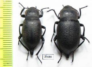 Tenebrionidae,  Blaps Sp. ,  Pair,  China,  Inner Mongolia