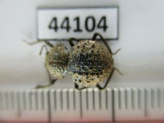 44104.  Tenebrionidae?.  Vietnam Central