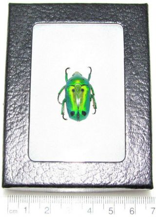 Real Framed Green Black Scarab Beetle Heterorrhina Sexmaculata Indonesia