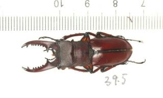 Lucanidae Lucanus Sp.  From Fguangxi 39.  5mm