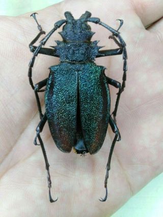Coleoptera Psalidognathus Superbus 44mm Female Nº 135 From Peru