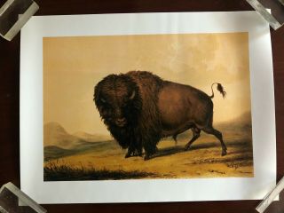 Photo Print Historical Illustration Buffalo Bull On The Great Plains Of America