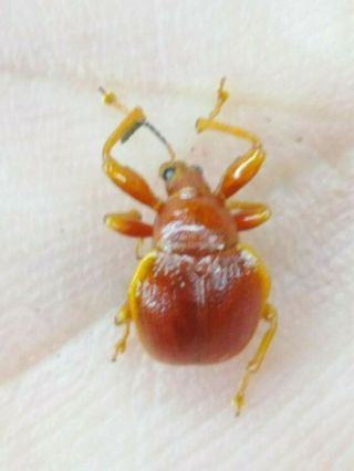 Coleoptera Curculionidae Rare Sp.  Nº 71 From Peru