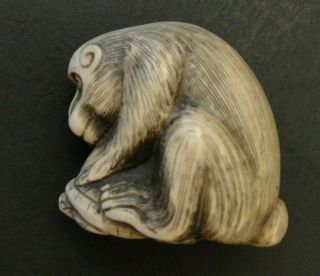 Japanese Antique Museum Quality Carved Netsuke Monkey And Turtle.  Signed
