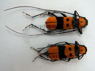 Rosalia Formosa Pair Orange Longhorn Beetles Real Unmounted Insect