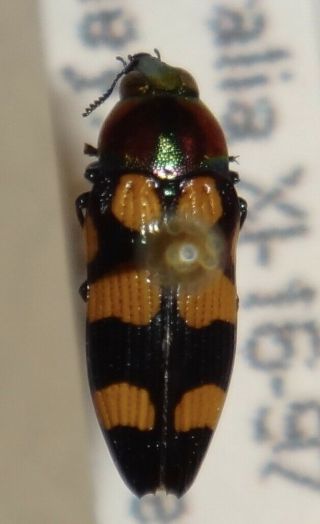 Rare Castiarina Species Australia Ll Jewel Beetle Buprestid Calodema