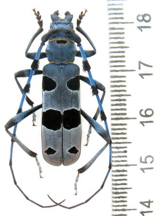 Beetles.  Cerambycidae.  Rosalia Alpina Big Male 32 Mm