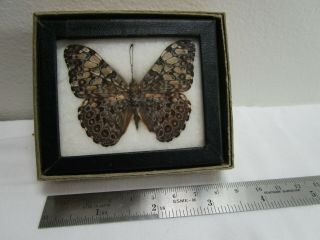 Real Vintage Single Butterfly Specimen 4 Hamadryas Februa Nymphalidae