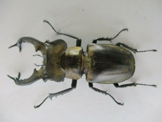 65914 Lucanidae: Lucanus Sericeus.  Vietnam North.  74mm 3