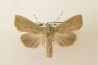Mythimna Algirica A1/a - Very Rare (noctuidae)