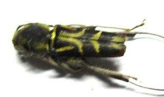 003 Pa : Cerambycidae: Chlorophorus Species? 10.  5mm