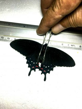 Papilio Parides Alopius In A1,  Big Size,