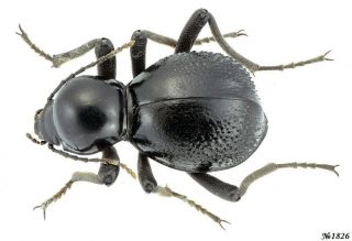 Coleoptera Tenebrionidae Gen.  Sp.  South Africa 25mm