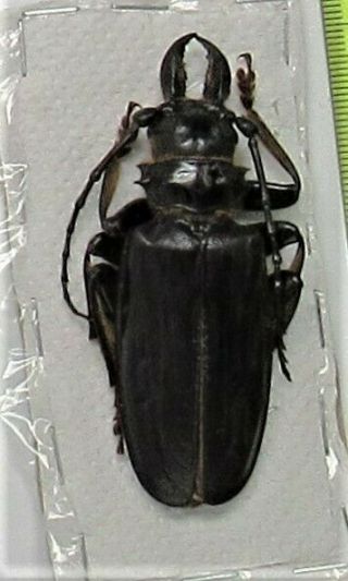 Rare Longhorn Beetle Acanthophorus Capensis Male 70mm 2 3/4 " Fast From Usa