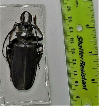 Rare Longhorn Beetle Acanthophorus capensis Male 70mm 2 3/4 