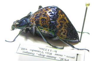 Tenebrionidae Sp. ,  Peru