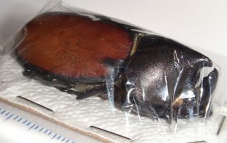 Mitracephala Humboldti 46.  5mm Ecuador Rhinoceros Beetle Insect Entomology Only 1