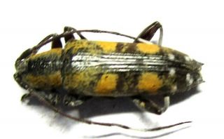005 Mi : Cerambycidae: Mimoplocia Species? 14mm