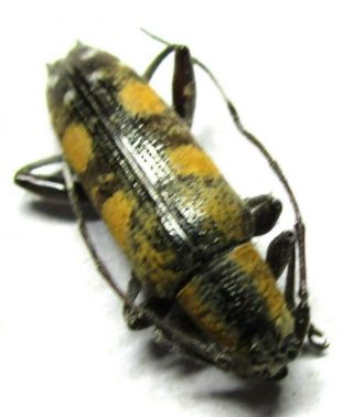005 Mi : Cerambycidae: Mimoplocia species? 14mm 2