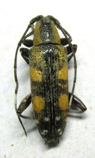 005 Mi : Cerambycidae: Mimoplocia species? 14mm 3