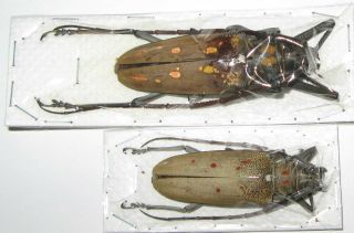 Batocera Numutor Ferruginea Pair With Male 67mm Female 54mm (cerambycidae)