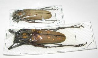 Batocera numutor ferruginea pair with male 67mm female 54mm (Cerambycidae) 2