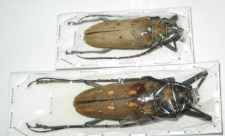 Batocera numutor ferruginea pair with male 67mm female 54mm (Cerambycidae) 3