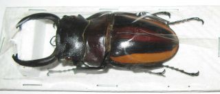 Odontolabis Stevensi Duivenbodei Male 73mm (lucanidae)