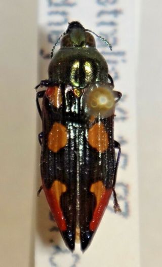 Rare Castiarina Species Australia Oo Jewel Beetle Buprestid Calodema