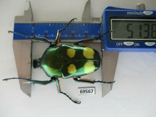 69567 Cetoniidae: Jumnos Ruckeri.  Vietnam.  51mm