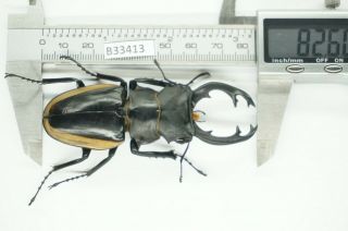 B33413 – Odontolabis Cuvera Fallaciosa Ps.  Beetles,  Insects Yen Bai Vietnam 82mm