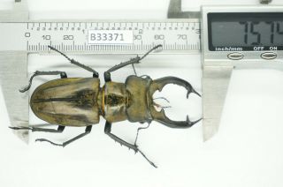 B33371 – Lucanus Sericeus Ohbayashii Ps.  Beetles,  Insects Yen Bai Vietnam 75mm