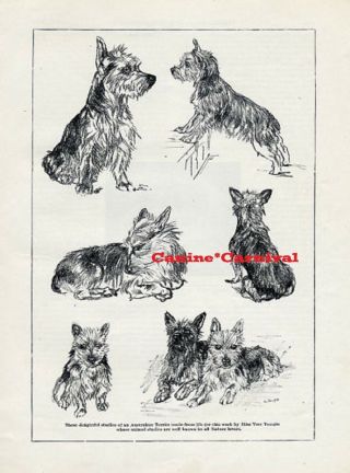 Australian Terrier Vintage Art Image 1934 Dog Print