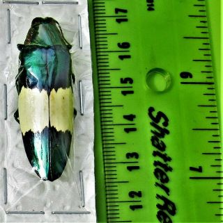 Rare Gorgeous Metallic Jewel Beetle Chrysochroa maruyamai FAST FROM USA 2