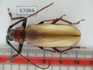 57066 Cerambycidae Sp.  New?.  Vietnam S