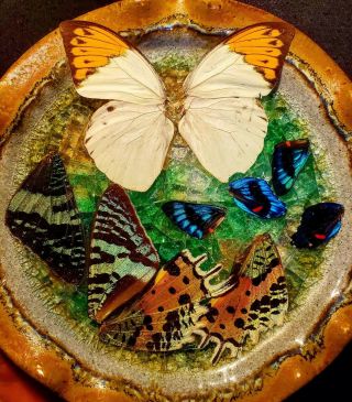 Real Butterfly Assorted Wings Fairy Crafts Taxidermy Entomology Jewelry Making