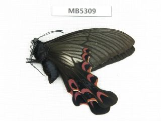 Butterfly.  Papilio Elwesi.  W Sichuan,  Mt.  Gonggashan.  1m.  Mb5309.