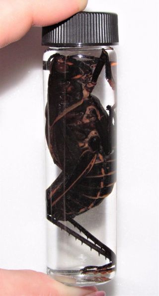 Real Red Eyes Grasshopper Preserved Wet Specimen Taxidermy Entomology 4in Vial