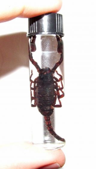 Real Black Scorpion Preserved Wet Specimen Entomology Taxidermy 2.  5in Vial