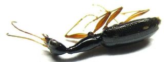 004 Pa : Carabidae Species? 6.  5mm