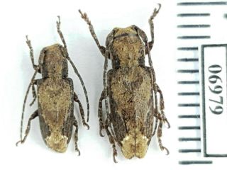 Cerambycidae Sp.  5 Indonesia,  Sw Kalimantan