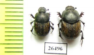 Scarabaeinae,  Onthophagus Conspersus,  Pair,  Afghanistan