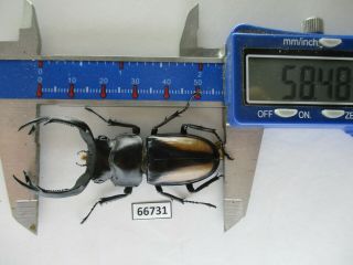 66731 Lucanidae: Rhaetulus Crenatus.  Vietnam N.  58mm